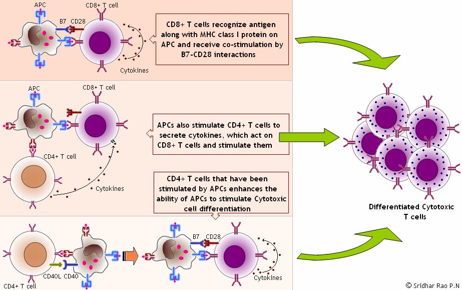 Role of CD8+ T cells: Cytotoxic T lymphocytes are effector T cells that recognize and kill target cells expressing foreign antigens in association with MHC proteins.