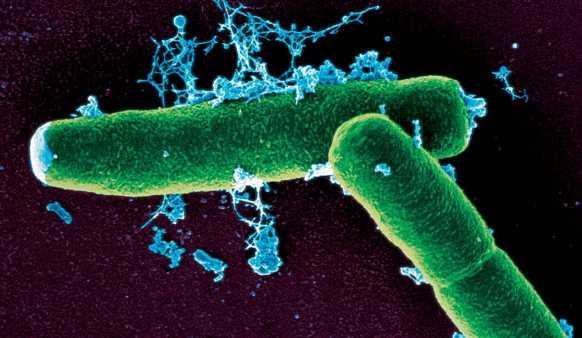 Bacteria Most