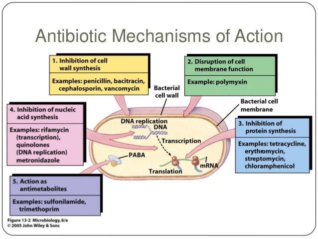 TYPES OF ANTIBIOTIC ACTION Damages the bacterial cell wall Modifies