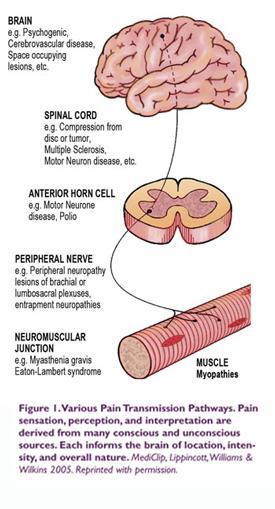 THE TRANSMISSION OF PAIN Nerve fibers carry pain impulses from the body s receptor sites through the spinal cord to the