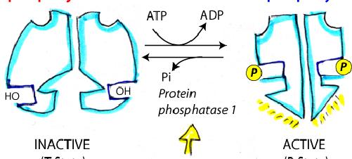 Regulation of Glycogen Phosphorylase Activity is regulated by both covalent modification (phosphorylation) and by allosteric control (energy charge).