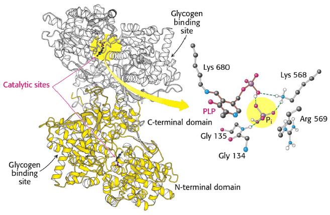 Function of Glycogen Phosphorylase Glycogen degradation is initiated by glycogen phosphorylase, a homodimer that catalyzes a phosphorolysis cleavage reaction of the α-1,4 glycosidic bond at the