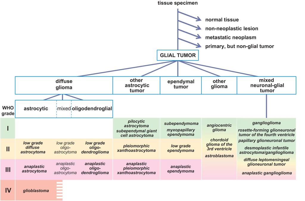 Histological Dx of Glial and GN Tumors- Decision Tree WHO