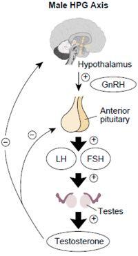 LATE-ONSET HYPOGONADISM Distinct from testicular/pituitary hypogonadism Elements of both: Decreased testicular response Decreased HP signal http://www.writeopinions.
