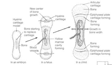 13 14 Growth of the Bone Articular Cartilage Longitudinal growth occurs along the epiphyseal plate.