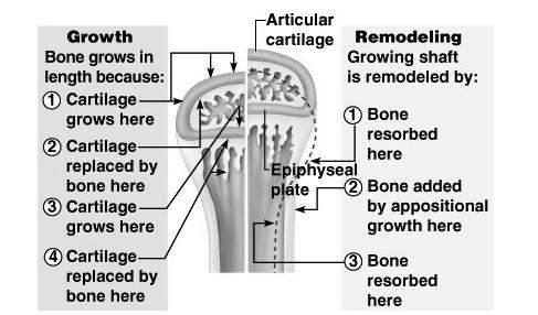 Hyaline cartilage is covered with bone matrix by cells called osteoblasts.