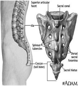 Sacrum Coccyx 5 fused vertebrae located below L 5. Human tailbone below the sacrum composed of 3-5 tiny fused vertebrae.