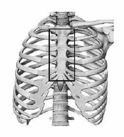 Protects the heart and lungs. Ribs-12 pairs. All articulate posteriorly with the thoracic vertebrae.