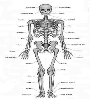 Appendicular Skeleton Shoulder (Pectoral) Girdle 126 bones of the limbs and