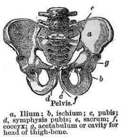 Composed of three bones, the Ilium, Pubic Bone and the Ischium.