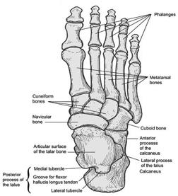 Foot Bones Tarsal bones make up the posterior part of the foot.