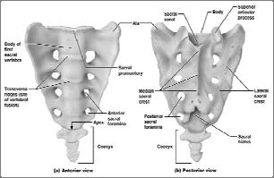 first sacral vertebrae bulges into pelvic cavity Center of gravity is 1 cm posterior to sacral promontory Sacral foramina