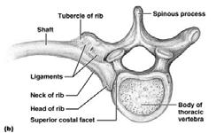 They attach to sternum by their own costal cartilage False ribs inferior