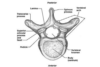 General Structure of Vertebrae Regions Vertebral Characteristics Specific regions of the spine perform specific functions Types of movement that occur between vertebrae Flexion and extension Lateral