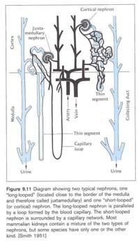 Nephron Anatomy 1 3 2 6 7 4