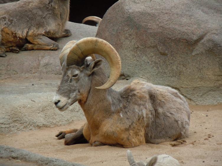 Desert Bighorn Sheep: