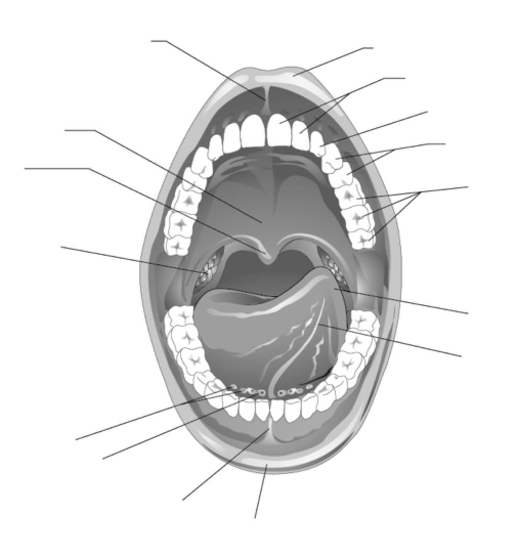 gland, pharynx and tongue. 6.
