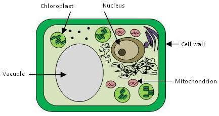 Study Island Copyright 2014 Edmentum - All rights reserved. Generation Date: 04/01/2014 Generated By: Cheryl Shelton Title: Science- biology Cells 1. Below is an image of a plant cell.
