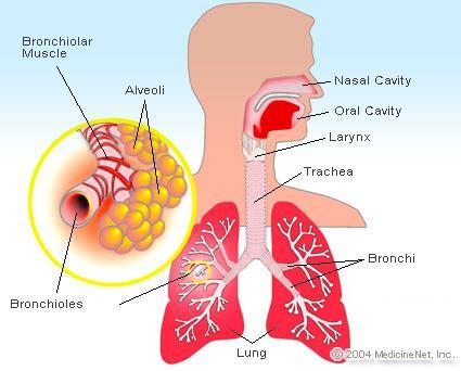 Chronic obstructive lung