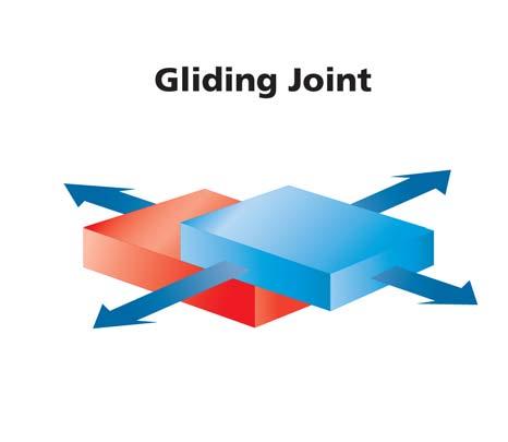 Gliding Joint Allows one bone to