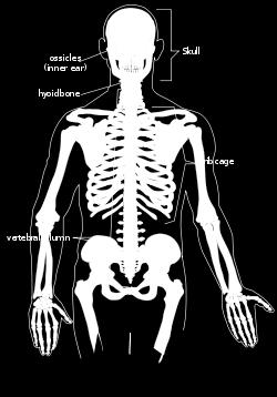 Skull Ear Ossicles Vertebral Column Rib Cage &Sternum Hyoid Bone