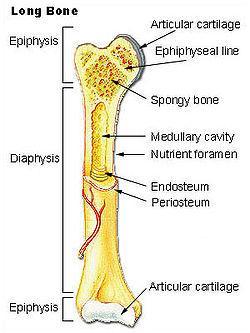 The forelimb is made of the upper and lower arm bones, the wrist bone, the palm bones, and the finger bones.