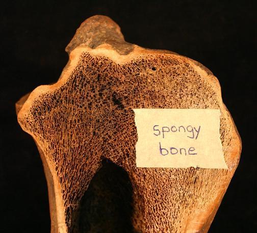 Compact Bone Solid layer Outer layer Very strong Dense calcium network Spongy Bone Lightweight, STRONG Full of holes (for blood