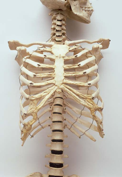 (vertebrae)
