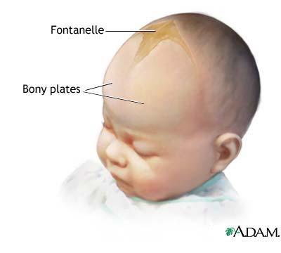 Immovable skull joints are not entirely fused in infants Easier to squeeze big head out of