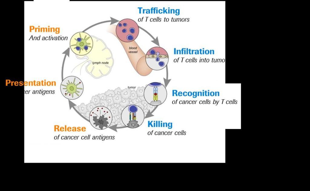 Melanoma SCC NSCLC RCC Adeno NSCLC Bladder TNBC HER2+BC CRC HR+BC 1 Gene expression & combination hypotheses Understanding the biology of immune cells in tumors enables combination
