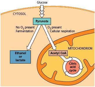 ellular Energetics Review Game 8 If muscle cells in the human body consume O2 faster than it can be supplied, the cells will not be able to carry out oxidative phosphorylation and switch to