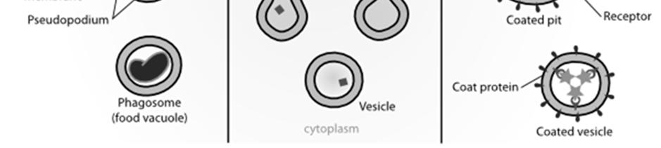 Why are proteins involved in active transport often called pumps? 44. Vesicles must be used to move macromolecules across the plasma membrane.