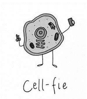 3. The cell theory is a basic theory of biology which states 4. Complete the following table. Cube side length Surface Area (6s 2 ) Volume (l x w x h) SA:V Ratio 1 cm 2 cm 3 cm 4 cm 5.