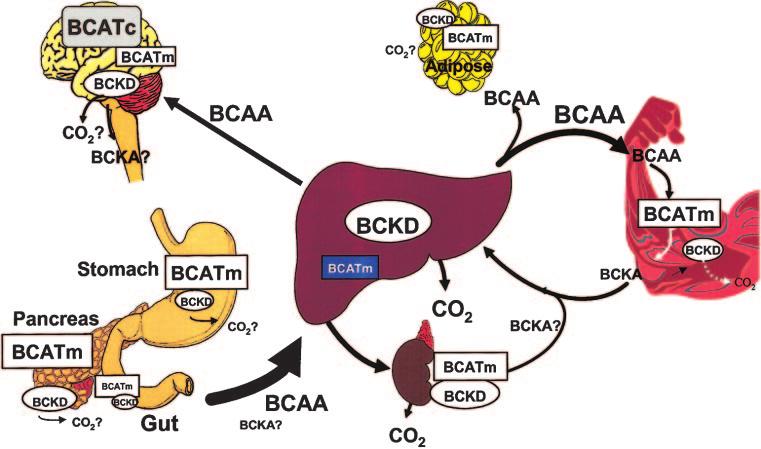 BCAA NITROGEN METABOLISM 1559S mechanism for dispersing BCAA amino acid nitrogen according to the tissue s need for glutamate and other dispensable amino acids.