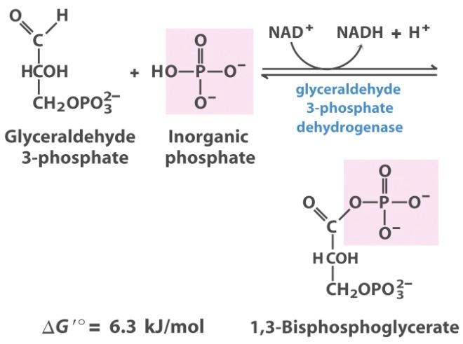 Payoff Phase - R6 6 C P 4 1 Glucose 6-phosphate Reaction 6. The first step in the payoff phase leads to the formation of a high energy acyl phosphate and eventually formation of ATP.