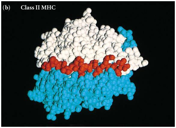 HLA Class II Molecule http://mi.med.stu.edu.