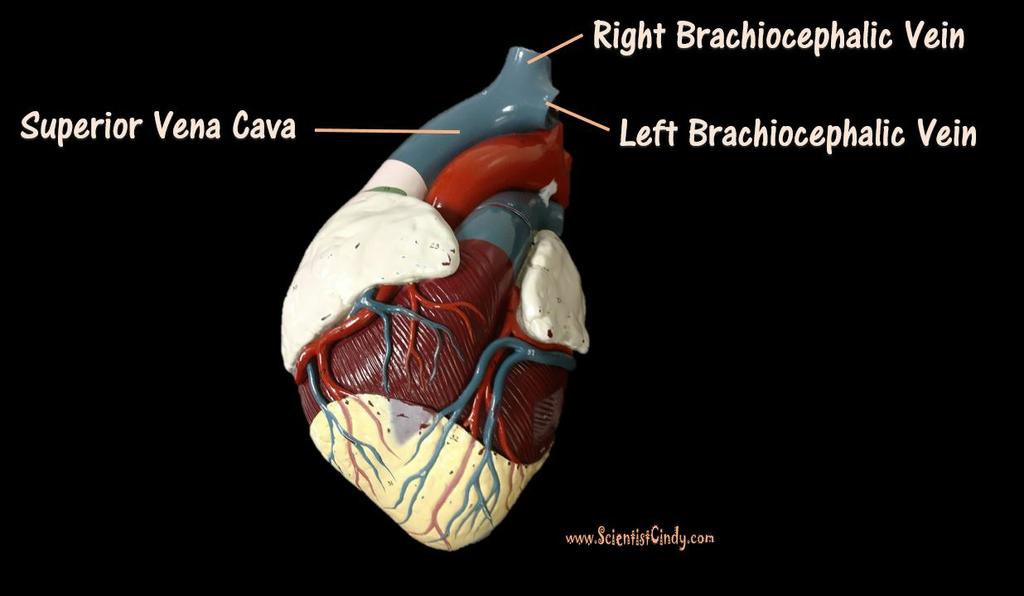 The largest veins of the body are the superior and inferior vena cava.
