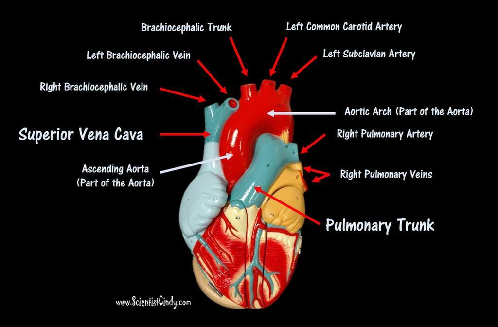 all the parts of the body except the lungs and then back to the heart In pulmonary circulation, deoxygenated blood travels from the heart to the lungs to gain oxygen and