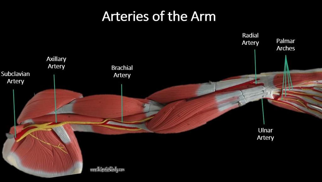 Blood destined for the right arm enters the right brachiocephalic trunk (the first branch of the aortic arch) and then enters the right subclavian artery.