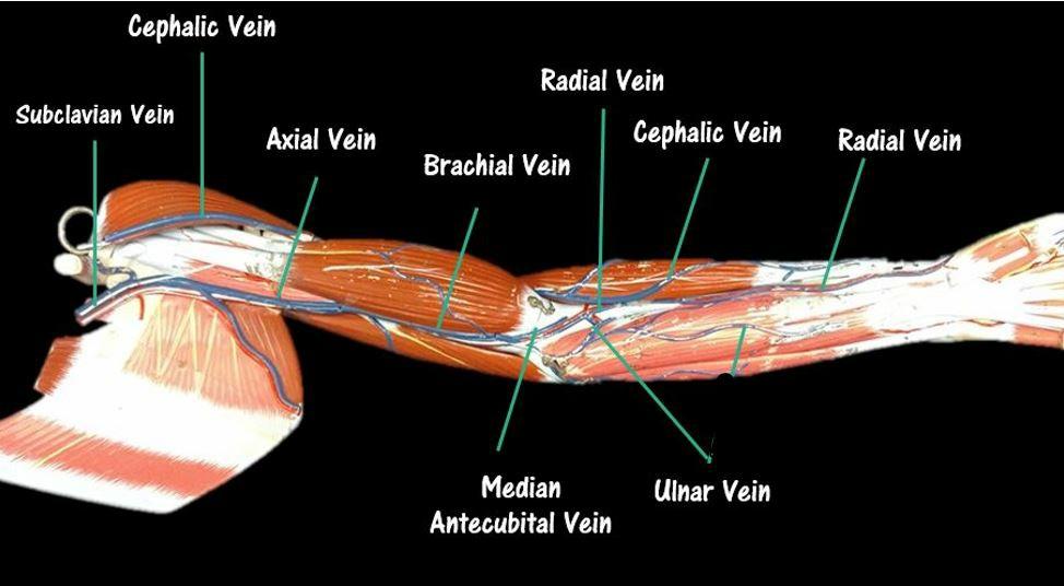 The basilic vein runs the length of the arm on the ulnar side (the side of the pinky) and connects superiorly to the axillary vein, which connects with the subclavian vein.