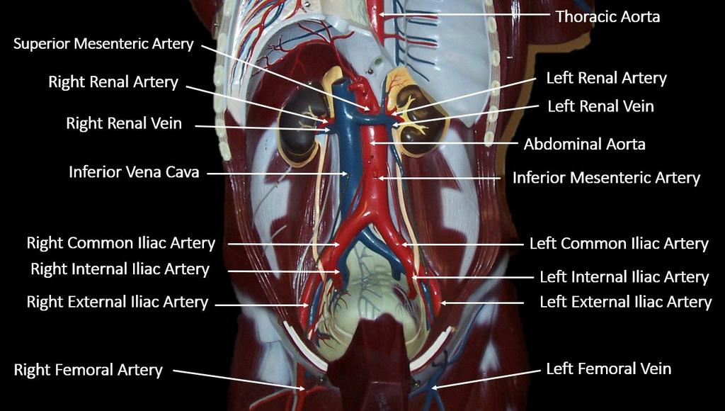 Blood Vessels of the Abdominal Cavity Arterial and