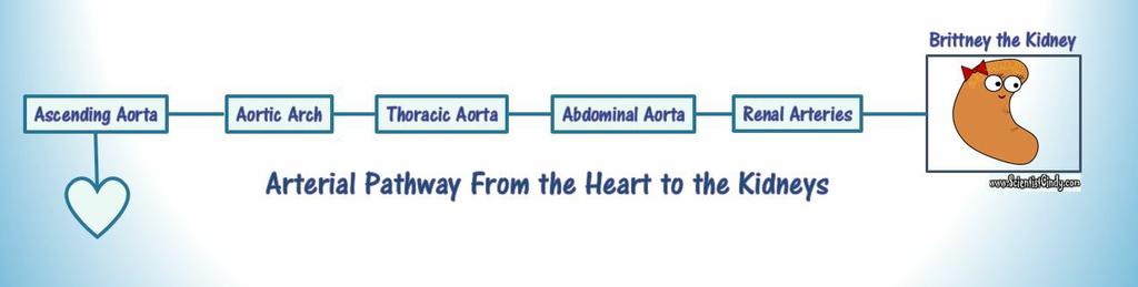 to the aorta.