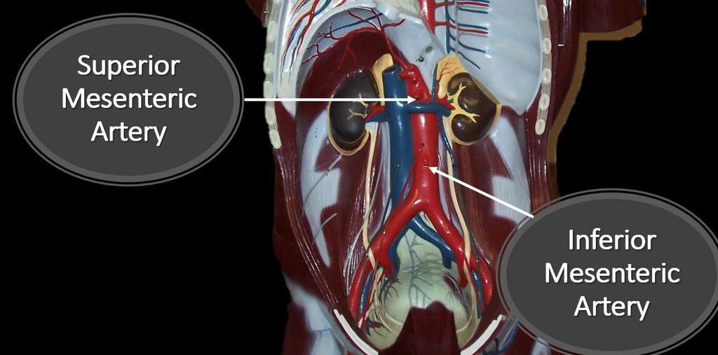 The Superior and Inferior Mesenteric Veins The abdominal aorta branches off to form the right and left renal arteries which connect with the right and the