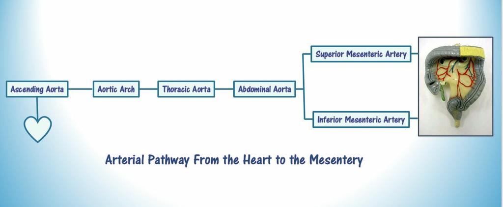 Arterial Pathway
