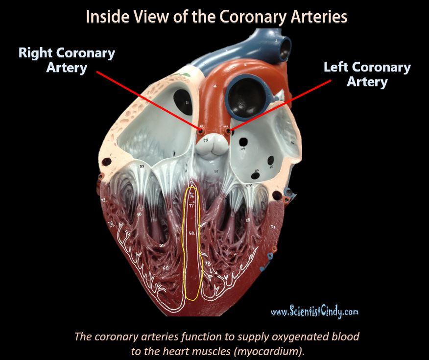 1. The ascending aorta 2. The aortic arch 3. The descending aorta The Ascending Aorta and its Branches The heart itself needs a supply of blood.