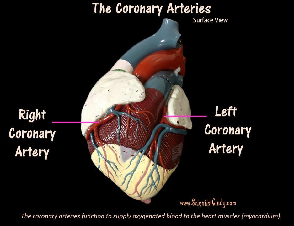 The right coronary artery supplies oxygenated blood to the cardiac muscles on the right side of the heart and the left coronary artery supplies oxygenated blood to the cardiac muscles on the left