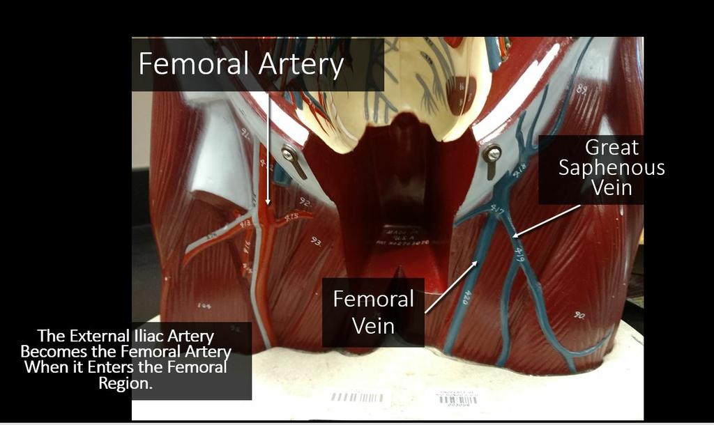 The popliteal vein is located deep inside the