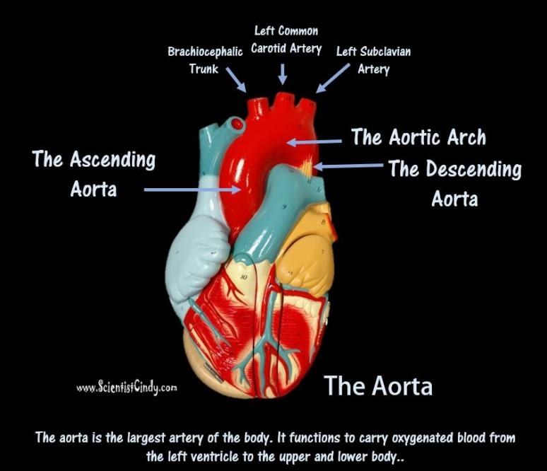 The ascending aorta brings oxygenated blood from the left ventricle (the blood passes through the aortic semilunar valve) to the portions of the aorta called the AORTIC ARCH and the DESCENDING AORTA.