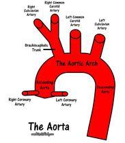 The aortic arch functions to send blood to the upper body via 3 branches.