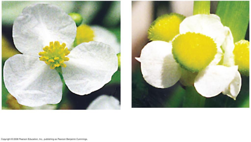 Preventing self fertilization: a dioceous flower (a) Sagittaria